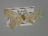  ( - BC ZSM Lep 23938)  @13 [ ] CreativeCommons - Attribution Non-Commercial Share-Alike (2010) Unspecified SNSB, Zoologische Staatssammlung Muenchen