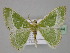  ( - BC ZSM Lep 23944)  @14 [ ] CreativeCommons - Attribution Non-Commercial Share-Alike (2010) Unspecified SNSB, Zoologische Staatssammlung Muenchen