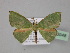  ( - BC ZSM Lep 23948)  @14 [ ] CreativeCommons - Attribution Non-Commercial Share-Alike (2010) Unspecified SNSB, Zoologische Staatssammlung Muenchen