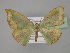  (Chlorodrepana madecassa - BC ZSM Lep 23959)  @14 [ ] CreativeCommons - Attribution Non-Commercial Share-Alike (2010) Unspecified SNSB, Zoologische Staatssammlung Muenchen