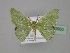  (Comibaena punctaria - BC ZSM Lep 23980)  @14 [ ] CreativeCommons - Attribution Non-Commercial Share-Alike (2010) Unspecified SNSB, Zoologische Staatssammlung Muenchen