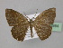  (Epigynopteryx HS04 - BC ZSM Lep 23984)  @14 [ ] CreativeCommons - Attribution Non-Commercial Share-Alike (2010) Unspecified SNSB, Zoologische Staatssammlung Muenchen