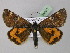  ( - BC ZSM Lep 24003)  @11 [ ] Copyright (2010) Unspecified SNSB, Zoologische Staatssammlung Muenchen