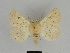  ( - SE MNC Lep 00010)  @14 [ ] Copyright (2010) Unspecified Museum fuer Naturkunde, Chemnitz