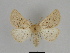  (Dyscia lentiscaria - SE MNC Lep 00011)  @14 [ ] Copyright (2010) Unspecified Museum fuer Naturkunde, Chemnitz