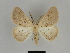  ( - SE MNC Lep 00033)  @11 [ ] Copyright (2010) Unspecified Museum fuer Naturkunde, Chemnitz