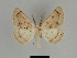  ( - SE MNC Lep 00034)  @14 [ ] Copyright (2010) Unspecified Museum fuer Naturkunde, Chemnitz