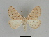 ( - SE MNC Lep 00036)  @14 [ ] Copyright (2010) Unspecified Museum fuer Naturkunde, Chemnitz