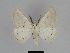  ( - SE MNC Lep 00037)  @14 [ ] Copyright (2010) Unspecified Museum fuer Naturkunde, Chemnitz