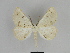  ( - SE MNC Lep 00038)  @14 [ ] Copyright (2010) Unspecified Museum fuer Naturkunde, Chemnitz
