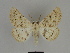  ( - SE MNC Lep 00039)  @14 [ ] Copyright (2010) Unspecified Museum fuer Naturkunde, Chemnitz