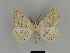  ( - SE MNC Lep 00040)  @14 [ ] Copyright (2010) Unspecified Museum fuer Naturkunde, Chemnitz