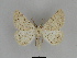  ( - SE MNC Lep 00048)  @14 [ ] Copyright (2010) Unspecified Museum fuer Naturkunde, Chemnitz