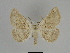  ( - SE MNC Lep 00049)  @13 [ ] Copyright (2010) Unspecified Museum fuer Naturkunde, Chemnitz
