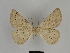  ( - SE MNC Lep 00050)  @11 [ ] Copyright (2010) Unspecified Museum fuer Naturkunde, Chemnitz