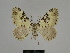  (Xanthorhoe SE04 - SE MNC Lep 00061)  @11 [ ] Copyright (2010) Unspecified Museum fuer Naturkunde, Chemnitz