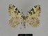 ( - SE MNC Lep 00062)  @11 [ ] Copyright (2010) Unspecified Museum fuer Naturkunde, Chemnitz