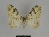  ( - SE MNC Lep 00063)  @11 [ ] Copyright (2010) Unspecified Museum fuer Naturkunde, Chemnitz