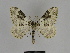  (Xanthorhoe sardisjuncta - SE MNC Lep 00067)  @14 [ ] Copyright (2010) Unspecified Museum fuer Naturkunde, Chemnitz