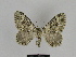  ( - SE MNC Lep 00069)  @14 [ ] Copyright (2010) Unspecified Museum fuer Naturkunde, Chemnitz