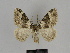  (Xanthorhoe fluctuata - SE MNC Lep 00071)  @14 [ ] Copyright (2010) Unspecified Museum fuer Naturkunde, Chemnitz