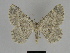  ( - SE MNC Lep 00078)  @14 [ ] Copyright (2010) Unspecified Museum fuer Naturkunde, Chemnitz
