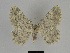  ( - SE MNC Lep 00080)  @14 [ ] Copyright (2010) Unspecified Museum fuer Naturkunde, Chemnitz