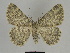  (Charissa intermedia - SE MNC Lep 00084)  @13 [ ] Copyright (2010) Unspecified Museum fuer Naturkunde, Chemnitz