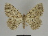  ( - SE MNC Lep 00092)  @14 [ ] Copyright (2010) Unspecified Museum fuer Naturkunde, Chemnitz