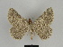  ( - SE MNC Lep 00093)  @11 [ ] Copyright (2010) Unspecified Museum fuer Naturkunde, Chemnitz