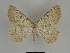  ( - SE MNC Lep 00094)  @14 [ ] Copyright (2010) Unspecified Museum fuer Naturkunde, Chemnitz