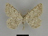  ( - SE MNC Lep 00095)  @14 [ ] Copyright (2010) Unspecified Museum fuer Naturkunde, Chemnitz