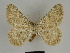 (Charissa zejae - SE MNC Lep 00096)  @14 [ ] Copyright (2010) Unspecified Museum fuer Naturkunde, Chemnitz