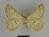  ( - SE MNC Lep 00097)  @13 [ ] Copyright (2010) Unspecified Museum fuer Naturkunde, Chemnitz