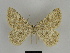  ( - SE MNC Lep 00098)  @13 [ ] Copyright (2010) Unspecified Museum fuer Naturkunde, Chemnitz