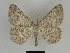  ( - SE MNC Lep 00101)  @14 [ ] Copyright (2010) Unspecified Museum fuer Naturkunde, Chemnitz