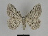  ( - SE MNC Lep 00104)  @14 [ ] Copyright (2010) Unspecified Museum fuer Naturkunde, Chemnitz