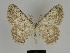  (Gnophos ciscaucasia - SE MNC Lep 00108)  @11 [ ] Copyright (2010) Unspecified Museum fuer Naturkunde, Chemnitz