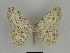  ( - SE MNC Lep 00109)  @13 [ ] Copyright (2010) Unspecified Museum fuer Naturkunde, Chemnitz