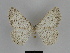  ( - SE MNC Lep 00111)  @12 [ ] Copyright (2010) Unspecified Museum fuer Naturkunde, Chemnitz