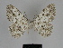  ( - SE MNC Lep 00112)  @13 [ ] Copyright (2010) Unspecified Museum fuer Naturkunde, Chemnitz
