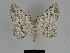  ( - SE MNC Lep 00113)  @14 [ ] Copyright (2010) Unspecified Museum fuer Naturkunde, Chemnitz