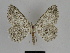  ( - SE MNC Lep 00114)  @14 [ ] Copyright (2010) Unspecified Museum fuer Naturkunde, Chemnitz