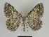  ( - SE MNC Lep 00115)  @14 [ ] Copyright (2010) Unspecified Museum fuer Naturkunde, Chemnitz