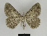  (Charissa predotae - SE MNC Lep 00116)  @14 [ ] Copyright (2010) Unspecified Museum fuer Naturkunde, Chemnitz