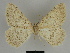  ( - SE MNC Lep 00117)  @12 [ ] Copyright (2010) Unspecified Museum fuer Naturkunde, Chemnitz