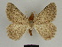  ( - SE MNC Lep 00118)  @12 [ ] Copyright (2010) Unspecified Museum fuer Naturkunde, Chemnitz
