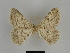  ( - SE MNC Lep 00119)  @12 [ ] Copyright (2010) Unspecified Museum fuer Naturkunde, Chemnitz