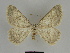  ( - SE MNC Lep 00121)  @14 [ ] Copyright (2010) Unspecified Museum fuer Naturkunde, Chemnitz