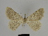  ( - SE MNC Lep 00139)  @11 [ ] Copyright (2010) Unspecified Museum fuer Naturkunde, Chemnitz